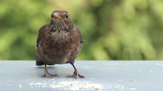 Amsel (Weibchen), Turdus merula, Schwarzdrossel, Blackbird, F&uuml;tterung, Singvogel, 