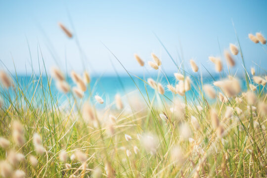 Hares tail grass (Lagurus ovatus) on sand dune