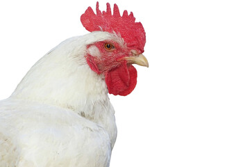 White rooster isolated on white background