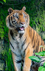 A fearsome and ferocious wild tiger