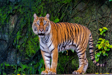 Fototapeta premium A fearsome and ferocious wild tiger
