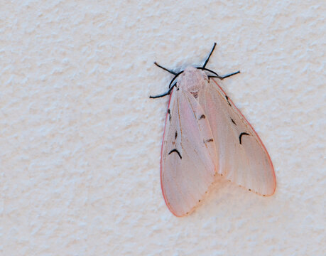 a moth against a white wall