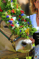 Viehscheid - Allgäu - Kranzkuh - Oberstdorf - Rind