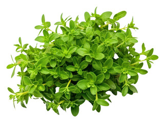 Obraz premium PNG Thyme plant herbs leaf.