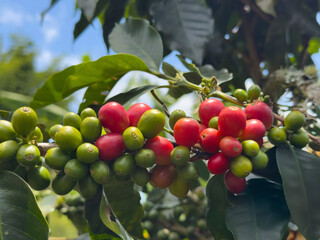 Coffee Branch with Ripe Green Beans