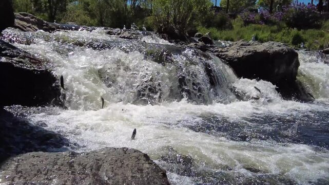 Fish migration in a stream in Erciş, Van, Turkey. Fish jumping in the water and overcoming obstacles. Chalcalburnus tarichi, Van fish. Pearl mullet.