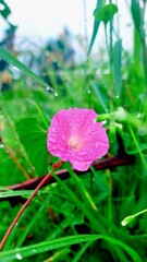 FLOR ROSA CON GOTAS DE LLUVIA