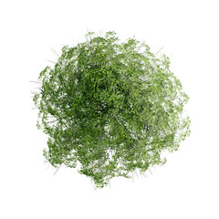 tree top view plant landscape architecture nature garden aerial render.