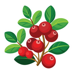 Cranberry Vector Illustration isolated on white background