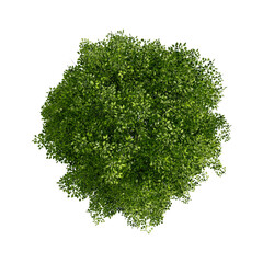 tree top view plant landscape architecture nature garden aerial render.