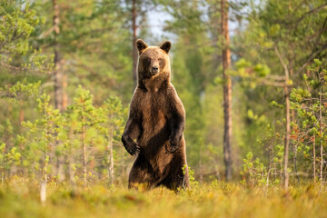 Female brown bear standing in the forest scenery