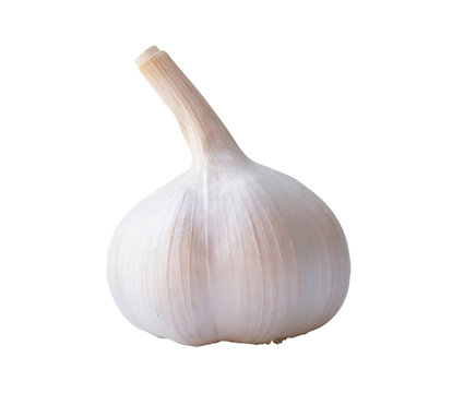 Side view of white garlic bulb isolated with clipping path in png file format