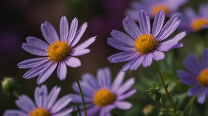 Obraz premium Close-up of three light purple daisies with yellow centers, in focus, with a blurred background of more daisies.