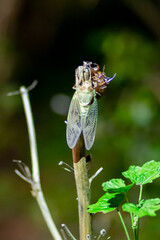 東京都　上野公園　アブラゼミの羽化