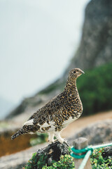 Rock ptarmigan