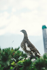 Rock ptarmigan