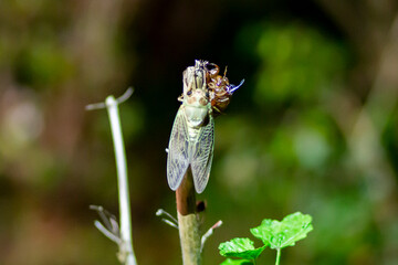 東京都　上野公園　アブラゼミの羽化