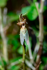 東京都　上野公園　アブラゼミの羽化