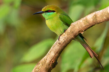Obraz premium bee eater bird