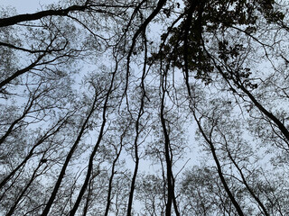 trees and sky