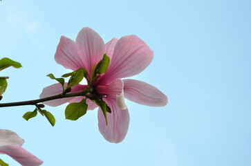 Closeup pink magnolia saulangeana " Red Lucky" blossom against blue sky background . Gardening, landscaping, growing magnolia tree concept. Free copy space. © Mariana