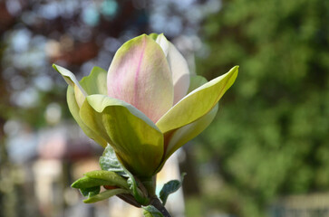  Sunsation Magnolia (Magnolia ‘Sunsation’) yellow flower blossoms striped with pink against natural bokeh background. Closeup photo outdoors. Gardening,growing magnolia concept.Free copy space. © Mariana