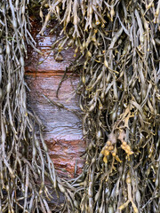 seaweed on wood