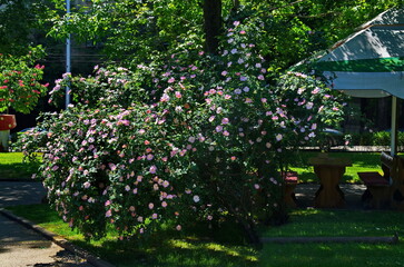 A corner in the park with trees, a clearing, a wild rose, brier or Rosa canina flower in full bloom and a shed with a place to relax, Sofia, Bulgaria  