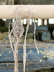 seaweed web on beach