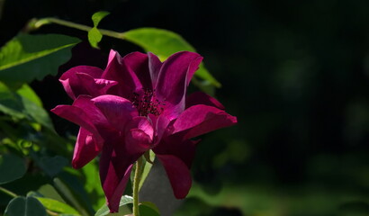 Part of a rose garden with beautiful bushes with purple flowers, Sofia, Bulgaria 