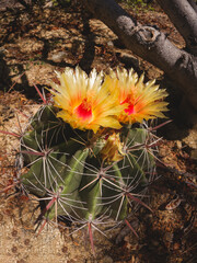 Flor de cactus 