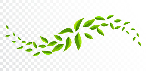 Fresh mint leaves waves. Freshness effect. Green leaves wave. Flying foliage. Vegan, eco, nature design element.