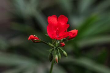 Fototapeta premium Close-up botão flor de gerânio cor vermelha com fundo desbotado, background