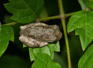 Gray tree frog Dryophytes versicolor on plant leaves at night nature amphibian.