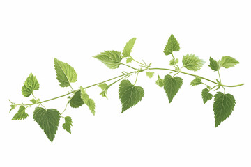 Isolated catnip plant with detailed leaves