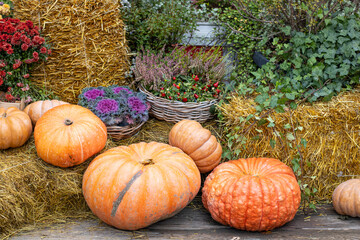 A colorful and cheerful Autumn Harvest Display featuring vibrant Pumpkins and beautiful Flowers
