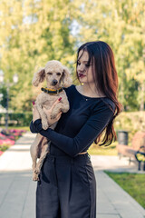 A poodle in the arms of a girl in black.