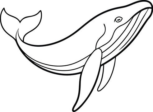 whale outline top view