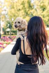 A poodle in the arms of a girl in black.
