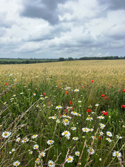field of poppies