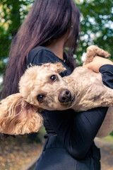 A girl holds her poodle in her arms.