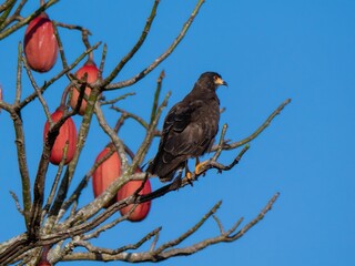 Snail kite (Rostrhamus sociabilis), also known as the snail buzzard, photographed on a branch of...