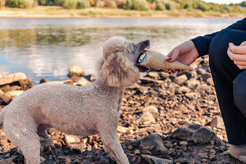 A girl feeds her poodle ice cream.