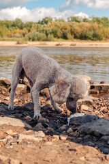 Obraz premium A small poodle is eating something on the river bank.