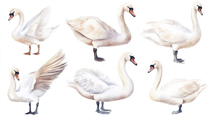 Obraz premium Swan bird, Elegant Watercolor birds hand-painted Isolated. Perfect for designers, nature lovers, creative decor. Clipart