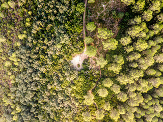 Bosque