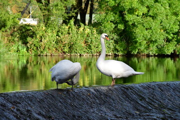 Mute swan on the river Nore, Kilkenny, Ireland