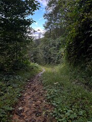 Fototapeta premium path in the woods