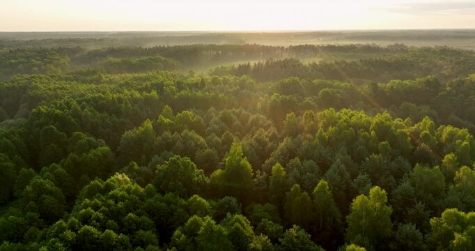 Foggy morning over the forest aerial shot	