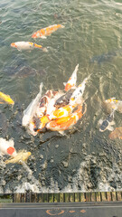 Photo of a collection of koi fish in a pond